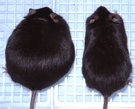 Figure 1: Treatment of obese mice...